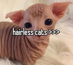 a hairless cat is sitting on a white fur covered surface with the words hairless cats above it