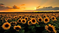 the sun is setting over a large field of sunflowers