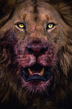 a close up of a lion's face with yellow eyes