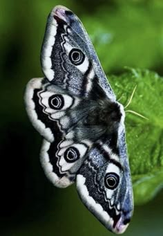 two black and white butterflies on a green leaf