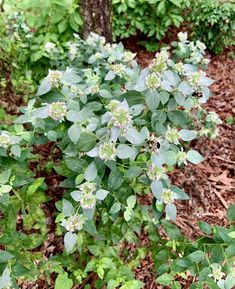 small green plants with white flowers growing in the ground next to trees and mulch