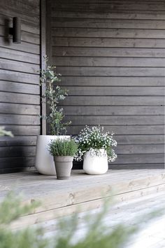 three white vases sitting on top of a wooden shelf next to a planter