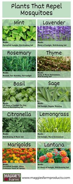 different types of plants that repel mosquitoes