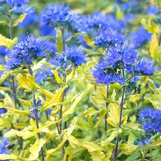 blue and yellow flowers with green leaves in the foreground