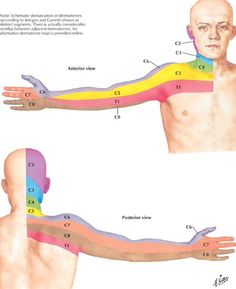 Nerve Anatomy, Human Muscle Anatomy, Physical Therapy Student, Bolesti Chrbta, Massage Therapy Techniques, Basic Anatomy And Physiology, Spine Health