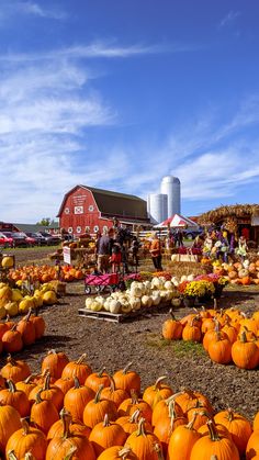 many pumpkins are on display in front of a barn