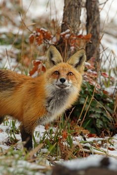 a red fox standing in the snow next to a tree and shrubbery, looking at the camera