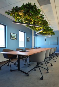 an empty conference room with blue walls and green plants hanging from the ceiling above it