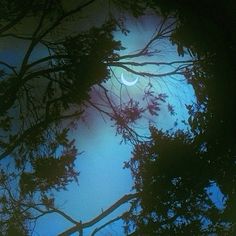 the moon is seen through the branches of trees