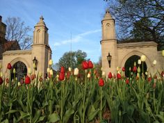 red and white tulips in front of an old stone building with two towers