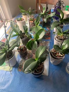 there are many potted plants on the table with blue cloth around them and one is green