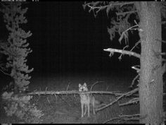 a black and white photo of a dog in the woods at night with lights on