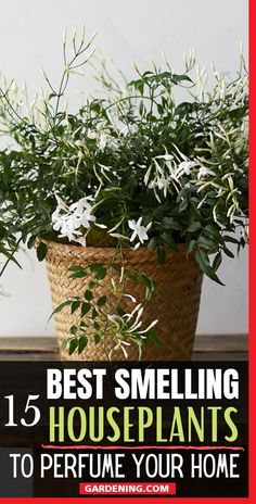 a potted plant sitting on top of a table with the words best smelling houseplants to perfume your home