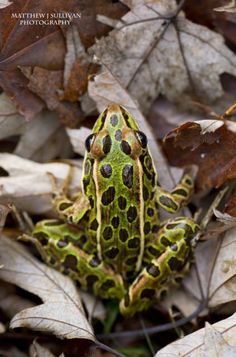 a green and black frog sitting on top of leaf covered ground with leaves around it