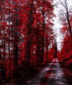 a road surrounded by trees with red leaves