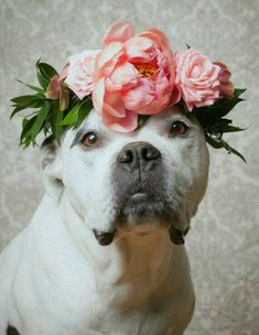 a dog wearing a flower crown on its head