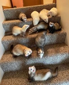 several ferrets are sitting on the stairs and one is looking at the camera