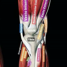 the muscles are labeled in different colors and sizes, with labels on each side of them