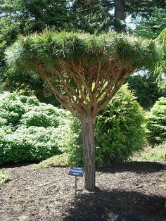 a large tree in the middle of a garden