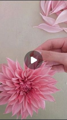 a person holding a pink flower in their hand