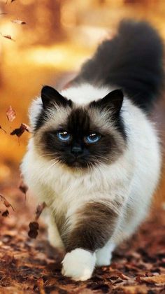 a siamese cat walking through leaves in the fall with it's eyes wide open