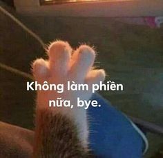 a cat's paw with the caption saying, khong lam phien nira, bye