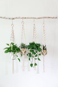 three hanging planters with plants in them on a white wall behind a roped up branch