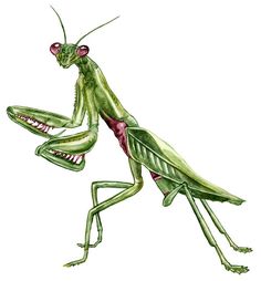 a green praying mantissa on a white background