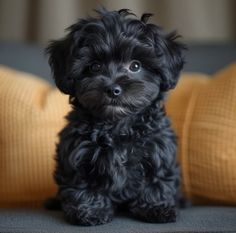 a small black dog sitting on top of a couch