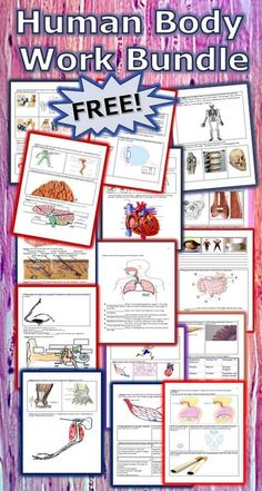 the human body worksheet bundle is shown with pictures and instructions to help students learn how