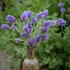 some purple flowers in a brown vase outside