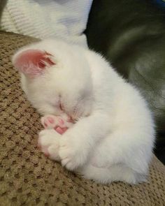 a small white kitten sleeping on top of a couch