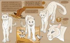 some white cats and birds are depicted in this graphic art work with information about marine animals