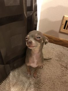 a small gray dog sitting on top of a rug