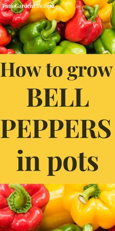 bell peppers with the words how to grow bell peppers in pots