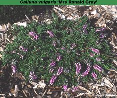 purple and white flowers growing in the ground