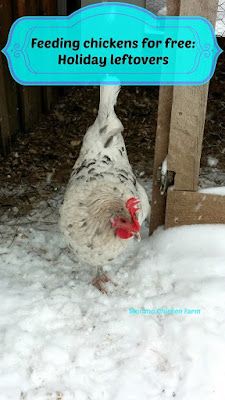 a chicken standing in the snow next to a sign that says feeding chickens for free holiday leftovers