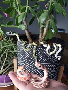 a hand holding a plant with two snakes on it