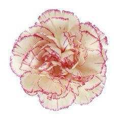 a pink and white flower on a white background