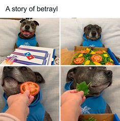 four pictures of a dog wearing a blue shirt and holding a piece of food