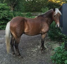 a brown horse standing on top of a dirt road next to trees and bushes in front of a wooden fence