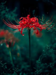 a red flower in the middle of some green plants