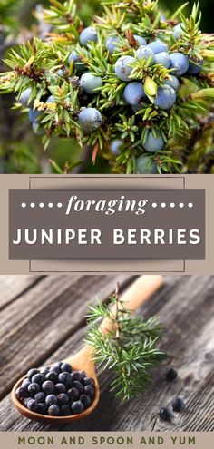 blue berries on a wooden spoon with the title for foraging juniper berries moon and spoon and yum