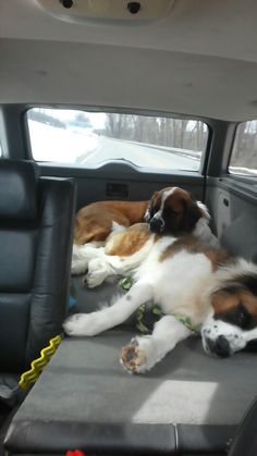 two dogs are laying in the back seat of a car, one is brown and white