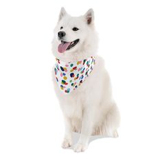 a white dog wearing a polka dot bib and smiling at the camera with it's tongue out