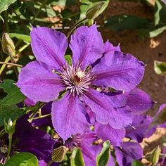 purple flowers are blooming in the garden