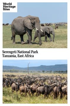 two pictures of elephants and wildebeests in the wild, with words world heritage sites serengeti national park, tanzania, east africa