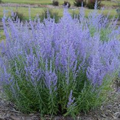 some purple flowers are growing in the dirt