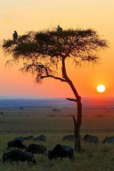 two birds are perched on the top of a tree as the sun sets in the background