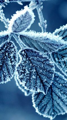 frosted leaves are shown on the branches